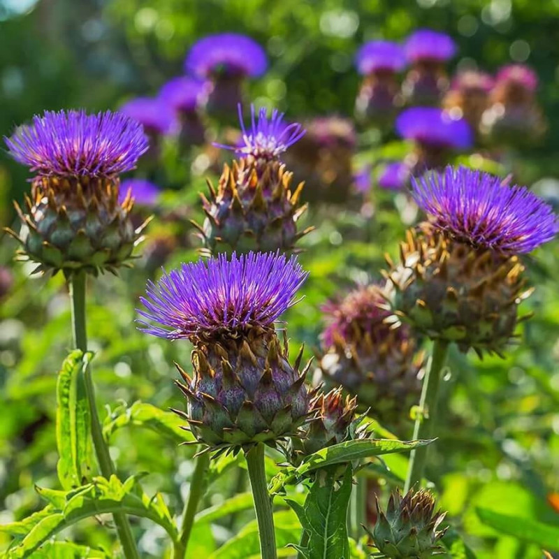 Cynara cardunculus