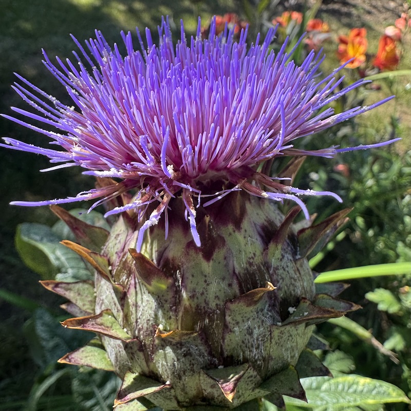 Cardoon flower